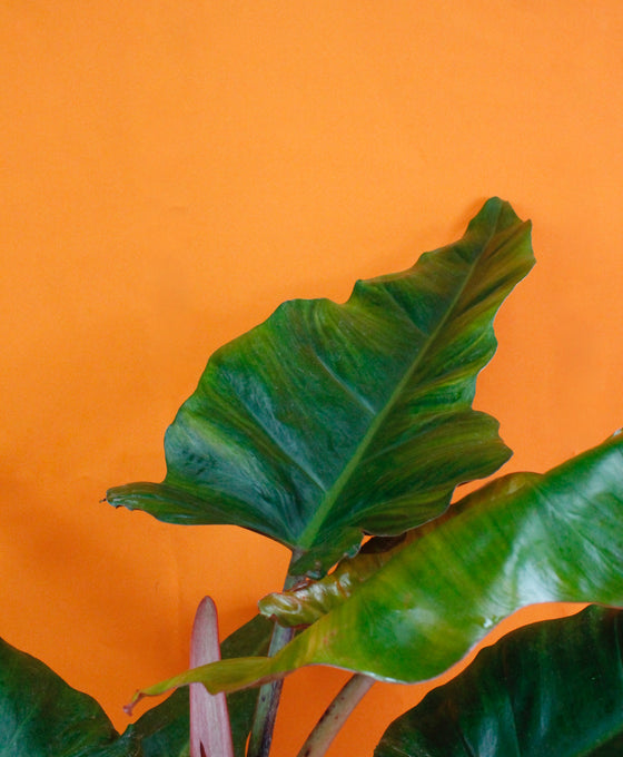 Philodendron 'Weeks Red' Hybrid Image 4