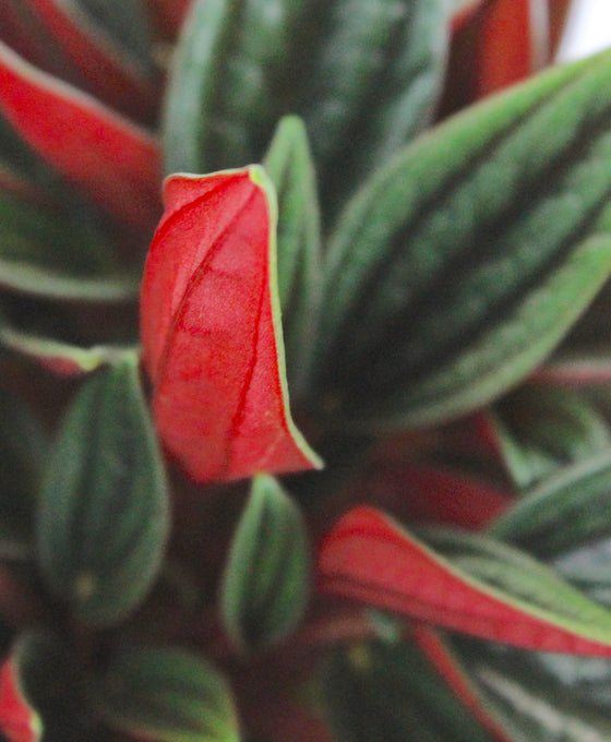 Peperomia 'Eden Rosso' Image 2