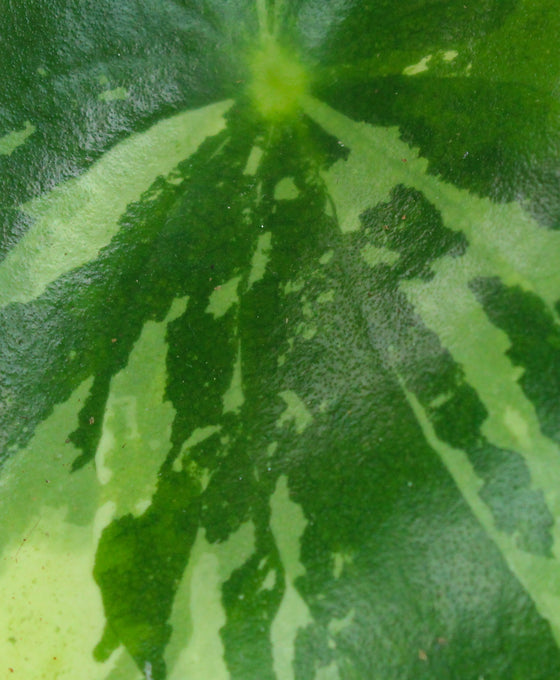 Peperomia polybotrya 'Raindrop' variegata Image 2