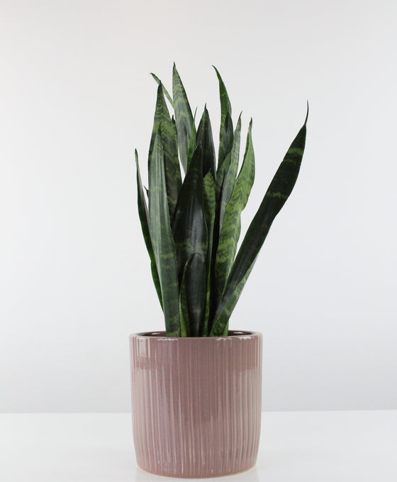 Sansevieria trifasciata 'Black Coral'