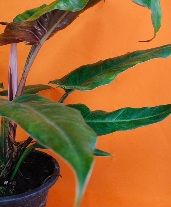 Philodendron 'Weeks Red' Hybrid Image 5