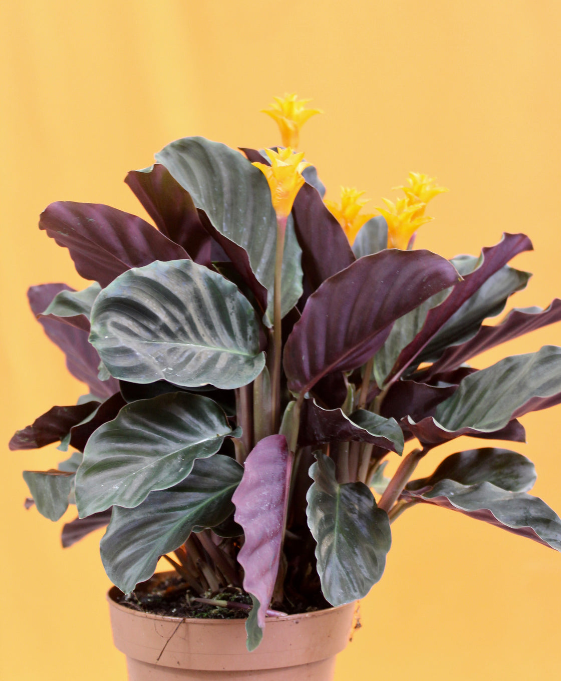  Calathea  crocata Root  Houseplants