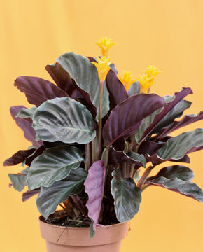 Calathea crocata