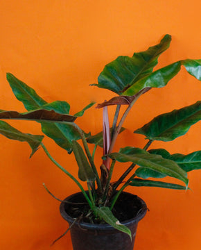 Philodendron 'Weeks Red' Hybrid