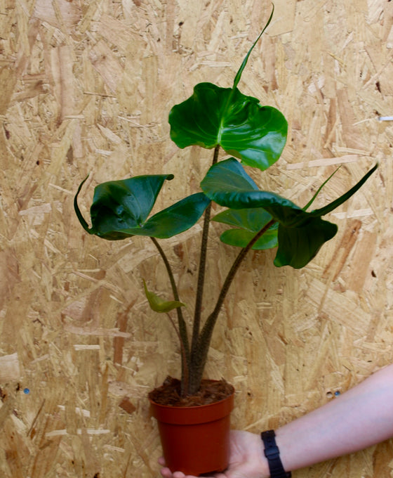 Alocasia "Stingray"