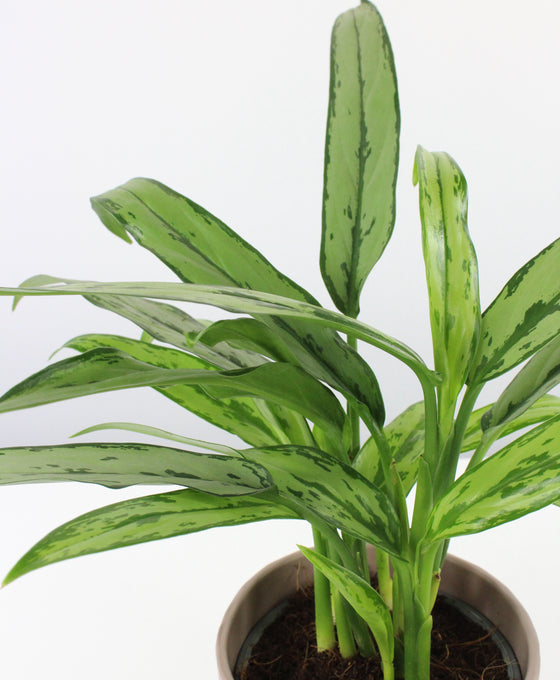 Aglaonema 'Cutlass' Image 3