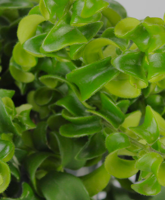 Aeschynanthus radicans 'Curly' Image 2