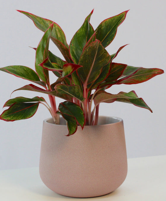 Aglaonema commutatum 'Crete'