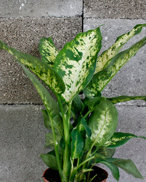 Dieffenbachia 'Compacta'