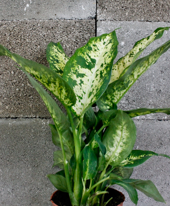 Dieffenbachia 'Compacta'