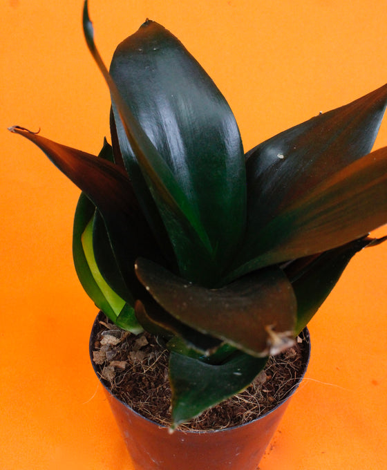 Sansevieria Black Dragon Image 2