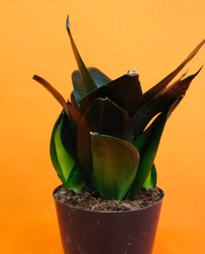 Sansevieria Black Dragon