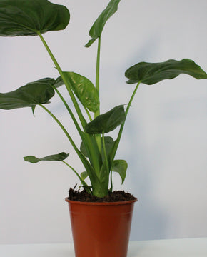 Alocasia cucullata