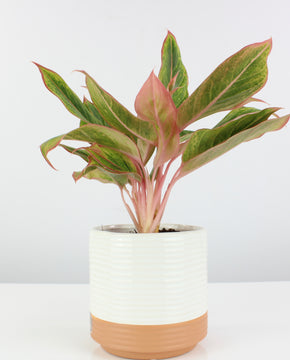 Aglaonema 'Golden Lipstick'