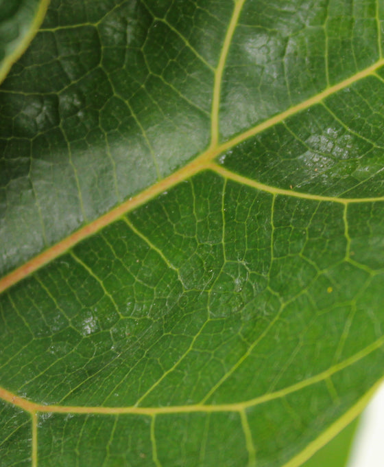 Ficus lyrata 'Bambino' - Fiddle Leaf Fig Image 3