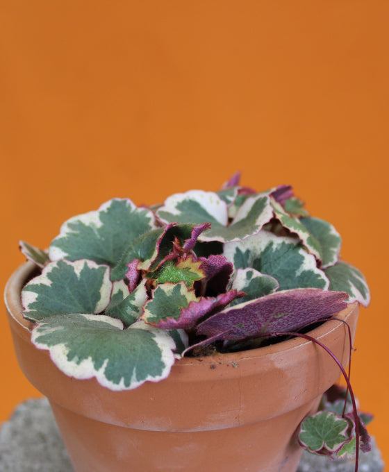 Saxifraga stolonifera - Mother of thousands