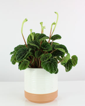 Peperomia caperata 'Lilian'