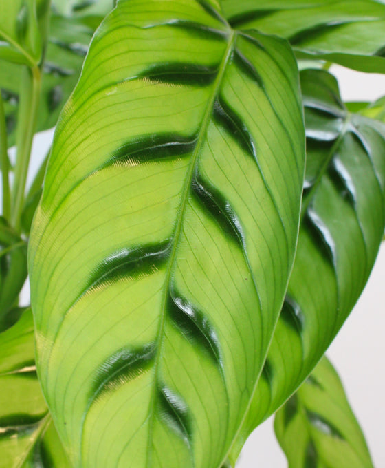 Calathea leopardina Image 2