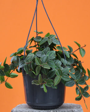 Peperomia angulata 'Rocca verde'