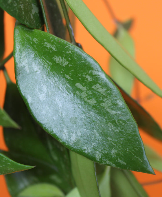 Hoya gracilis Image 4