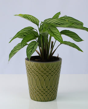 Calathea elliptica 'Vittata'