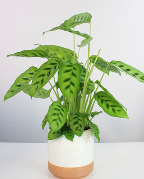 Calathea leopardina