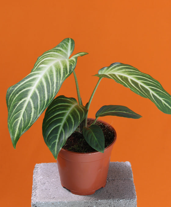 Caladium lindenii