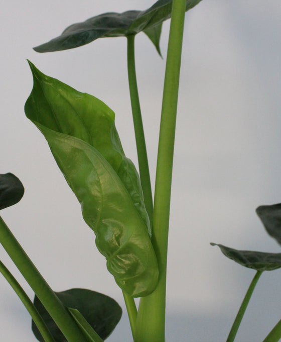 Alocasia cucullata Image 2