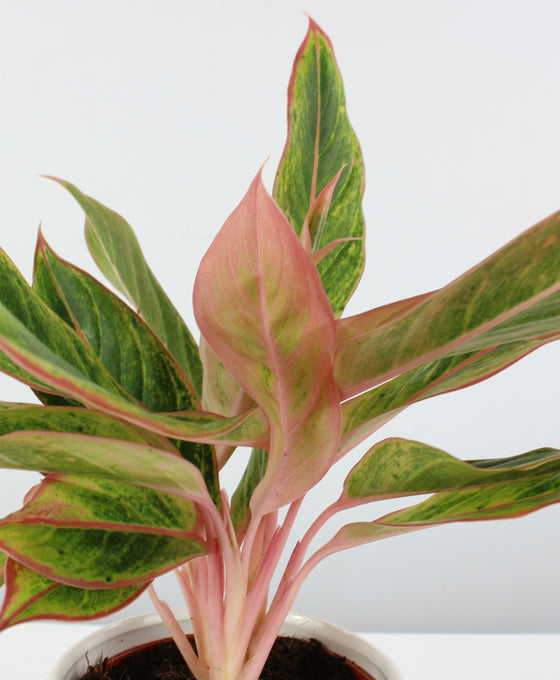 Aglaonema 'Golden Lipstick' Image 2