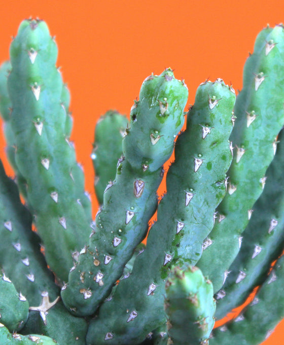 Senecio stapeliiformis Image 3