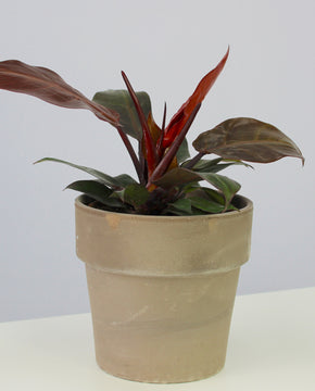 Philodendron 'Cherry Red'