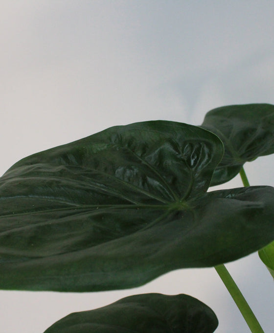 Alocasia cucullata Image 3