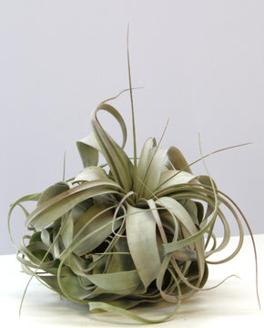 Tillandsia xerographica