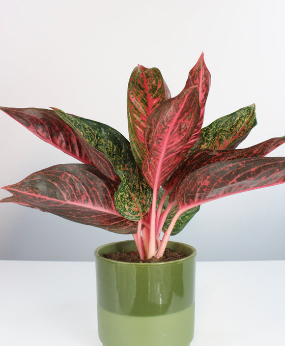 Aglaonema 'Tiara'