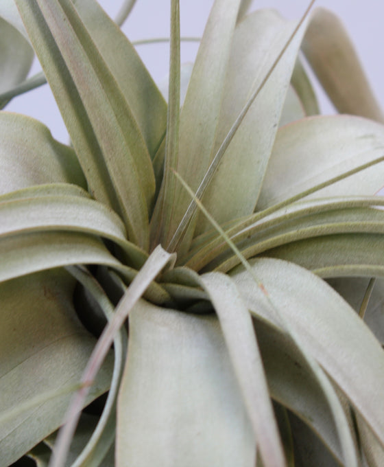 Tillandsia xerographica Image 2