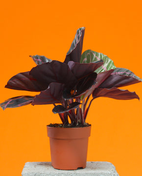 Calathea roseopicta 'Dottie'