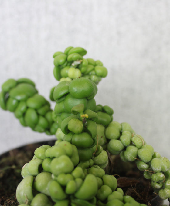 Dischidia nummularia sp. Dragon Jade