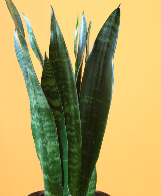 Sansevieria trifasciata 'Black Coral' Image 2