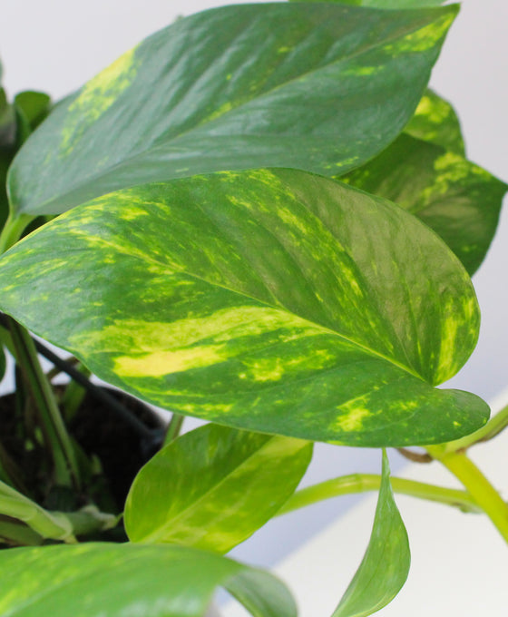 Epipremnum aureum - Devils Ivy, Pothos Image 4