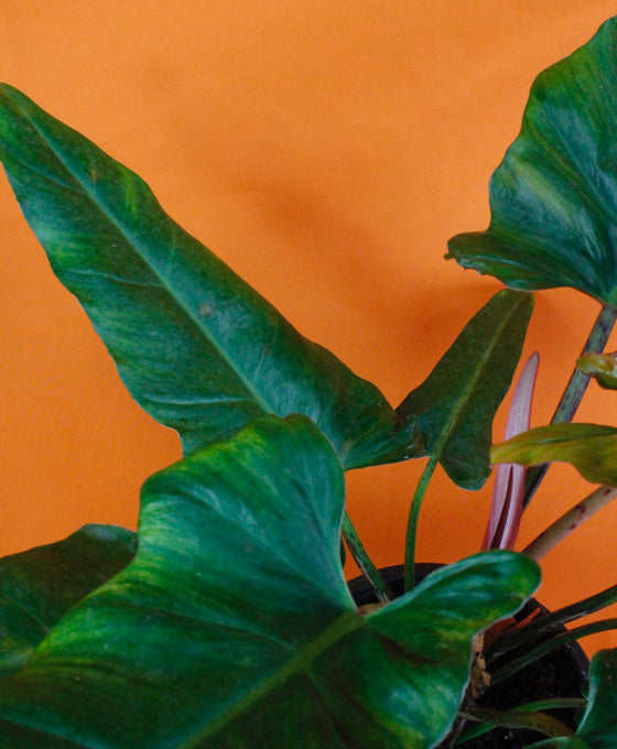 Philodendron 'Weeks Red' Hybrid Image 2