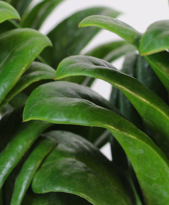 Zamioculcas zamiifolia 'Zenzi' Image 2