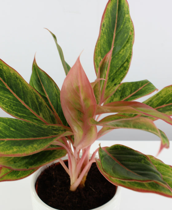 Aglaonema 'Golden Lipstick' Image 3