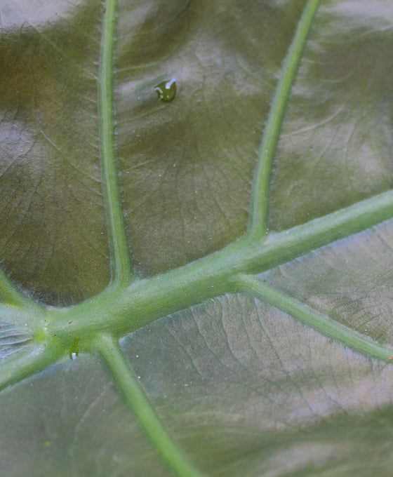 Alocasia wentii Image 2