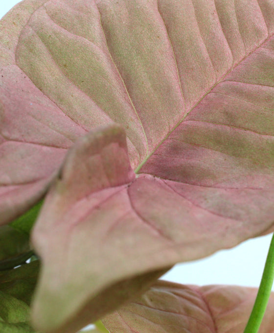 Syngonium podophyllum 'Neon Robusta' Image 2