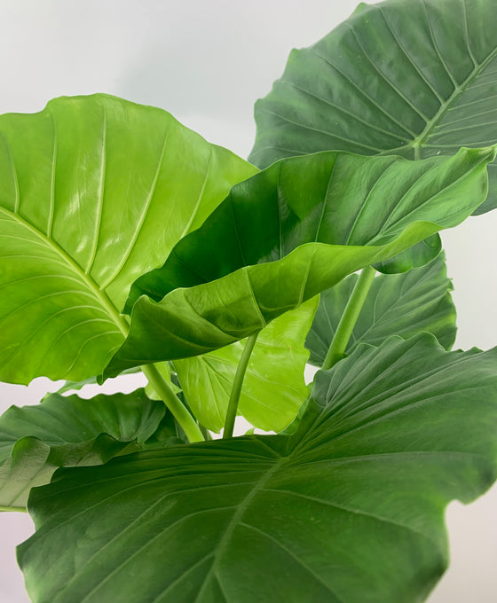 Alocasia gageana Image 3