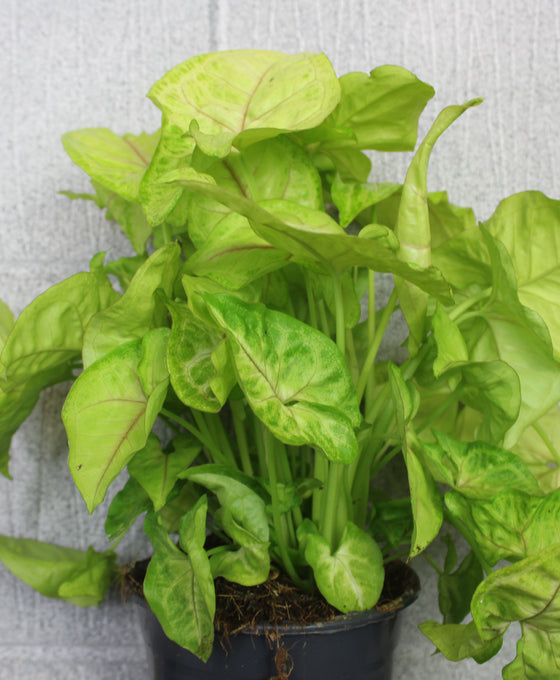 Syngonium podophyllum 'Golden'