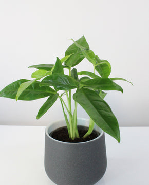 Syngonium podophyllum 'Tri-leaf Wonder'