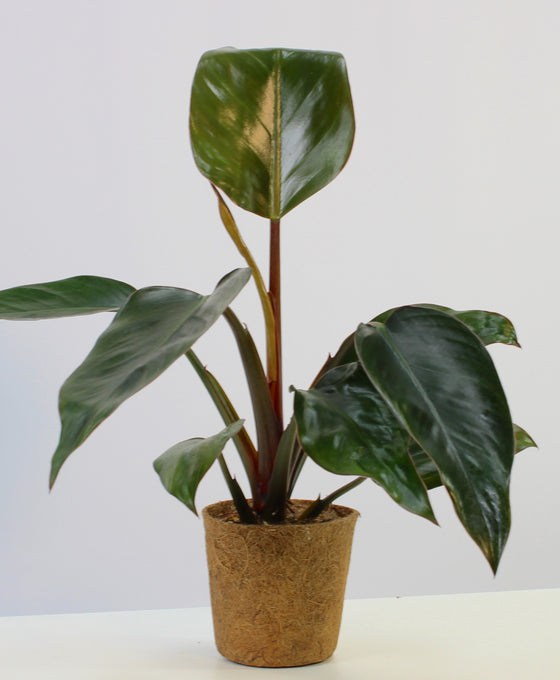 Philodendron 'Rojo Congo' Image 1
