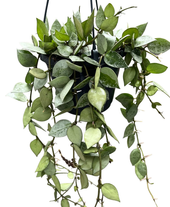 Hoya krohniana 'Eskimo' Image 3