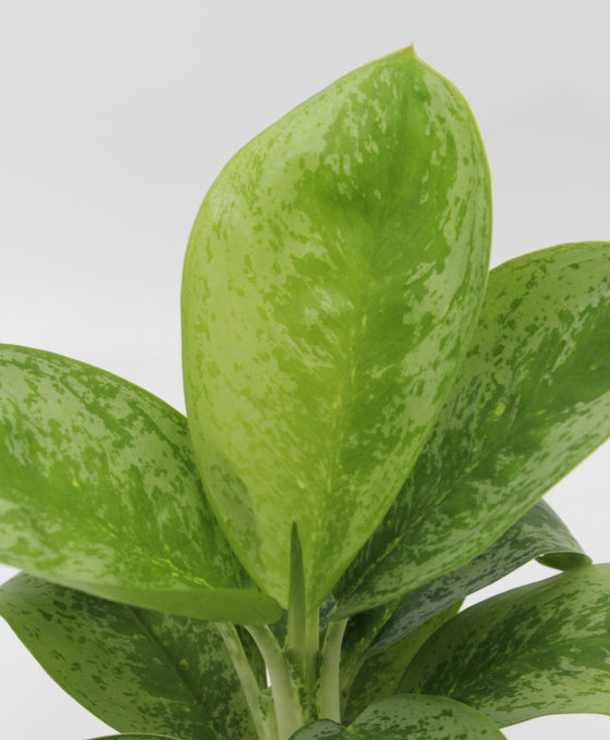 Aglaonema 'Lemon Mint' Image 2